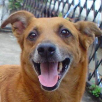 Bruno Guardián del Buzón