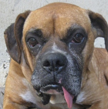 Lía Orejitas Saltarinas